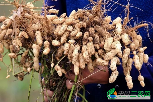 种植高产花生的田间管理技术