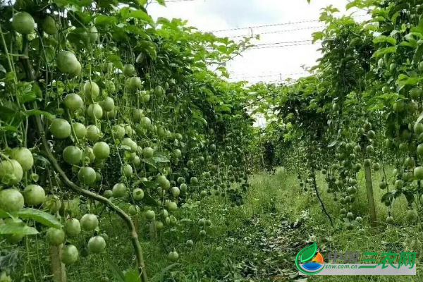 芭乐的种植条件和种植技术