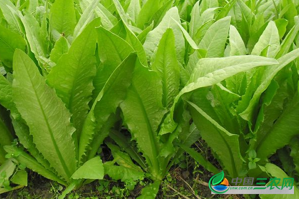 油麦菜高产的种植时间与方法