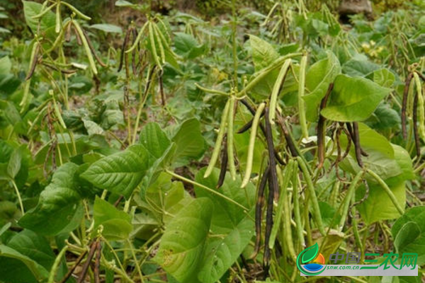 如何种植绿豆获得高产 菜农们一定要知道