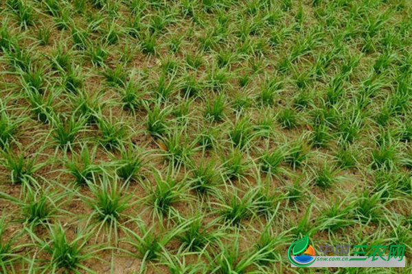 种植韭菜提高发芽率的方法