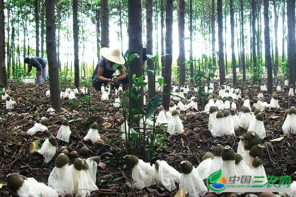 竹荪怎么栽培 种植高产竹荪的方法 