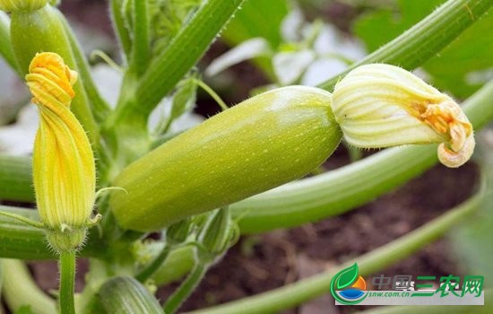 冬季西葫芦种植技术