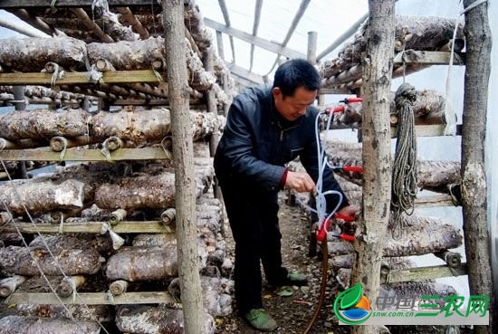 香菇注水时间怎样掌握