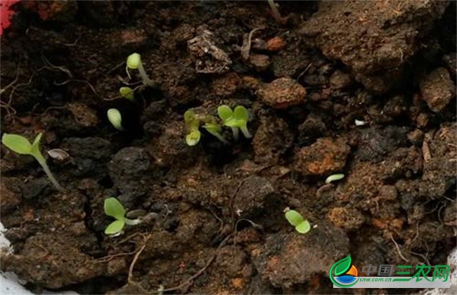 生菜种植