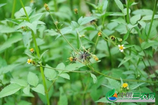 鬼针草简介