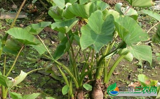 芋头如何培土？芋头的培土技术要点