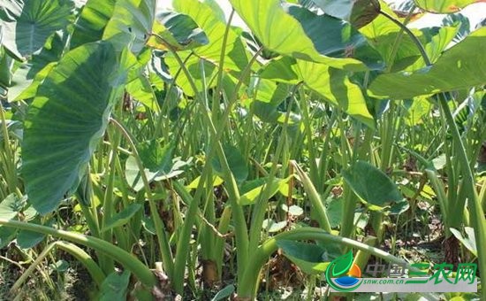 如何提高芋头的产量？芋头的浇水施肥技术