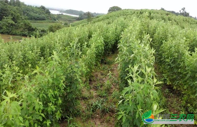 艾草养鸡 艾草养鸡的好处