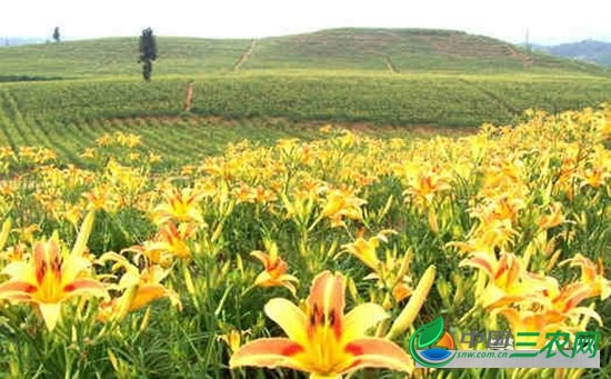 黄花菜如何栽培？黄花菜春季管理四大关键措施