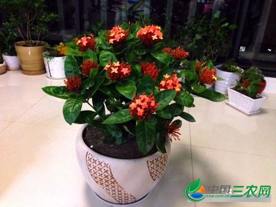 仙丹花什么时候开花？仙丹花花期怎么养护？