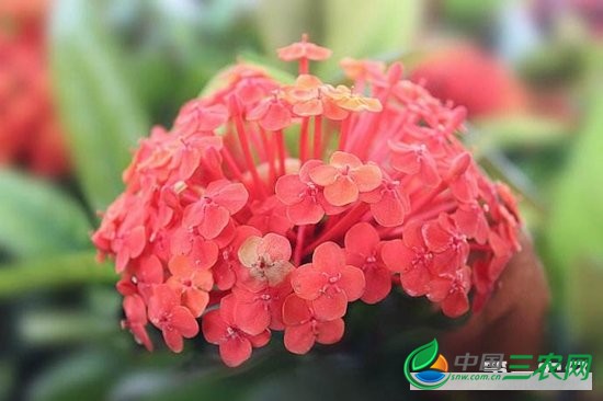 仙丹花什么时候开花？仙丹花花期怎么养护？