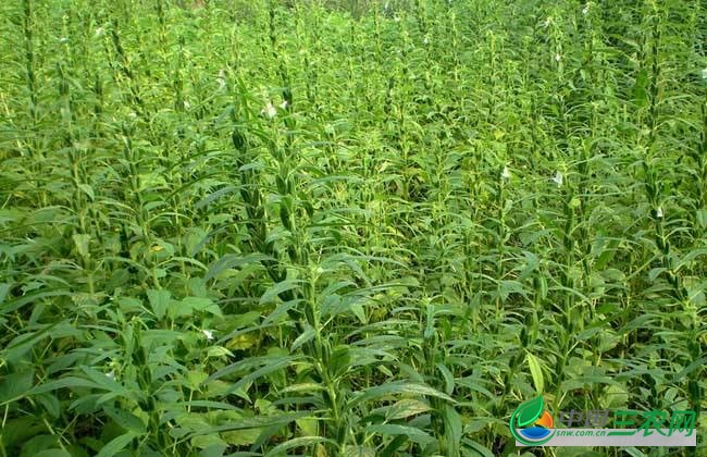 黑芝麻种植方法 种植时间