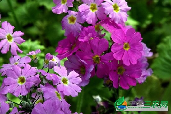 樱草花（樱花草）怎么繁殖？樱草花的繁殖方法