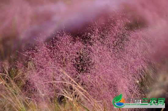 粉黛乱子草怎么播种？粉黛乱子草的播种方法