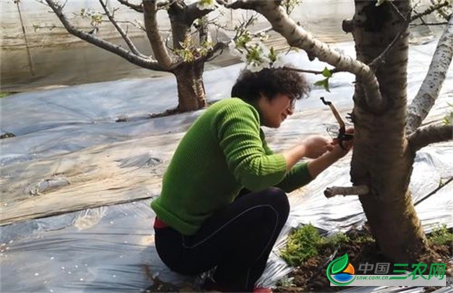 樱桃死树原因及防治措施