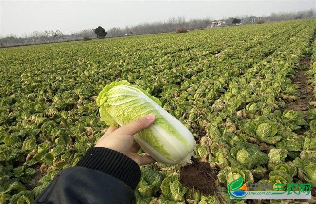 大棚娃娃菜种植管理技巧