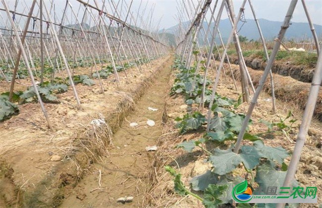 冬瓜定植后 如何管理 冬瓜管理