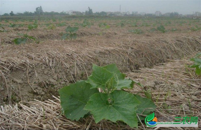 冬瓜定植后 如何管理 冬瓜管理