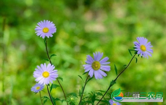 狗娃花怎么繁殖？狗娃花的繁殖方法