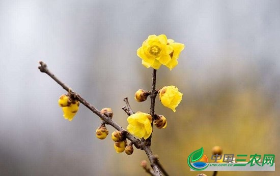 怎样让腊梅在春节开花？腊梅春节开花的诀窍