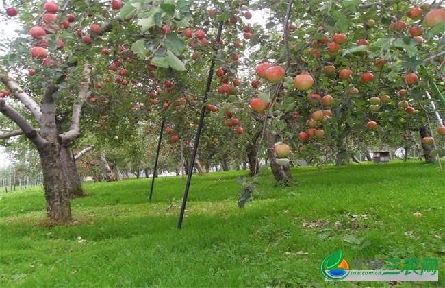 苹果树 秋冬季 管理技术