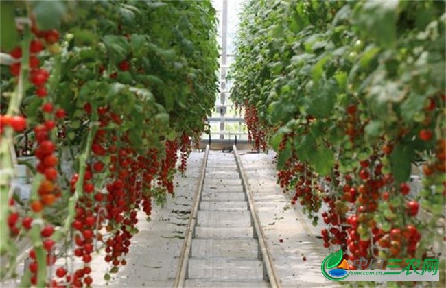 圣女果落花落果原因及防治方法