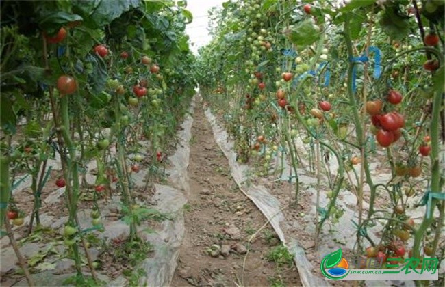 圣女果落花落果原因及防治方法