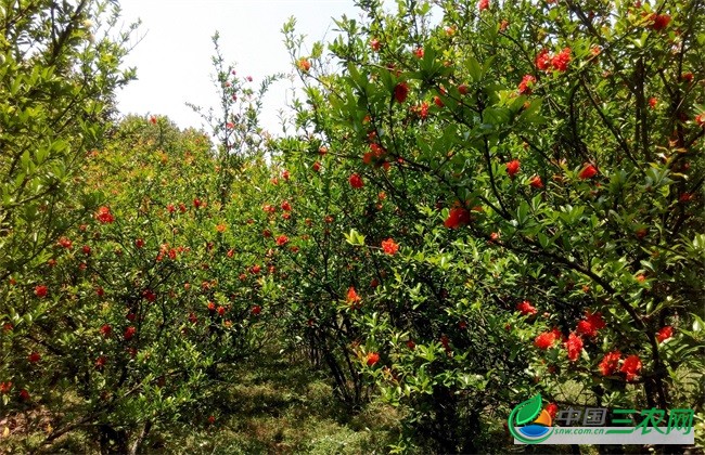 石榴 只开花不结果 什么原因