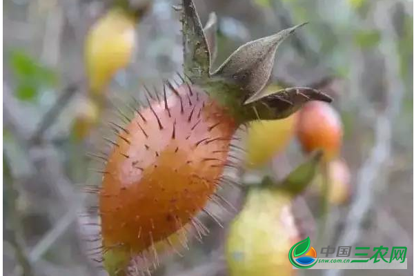 种植金樱子的5种繁殖方式