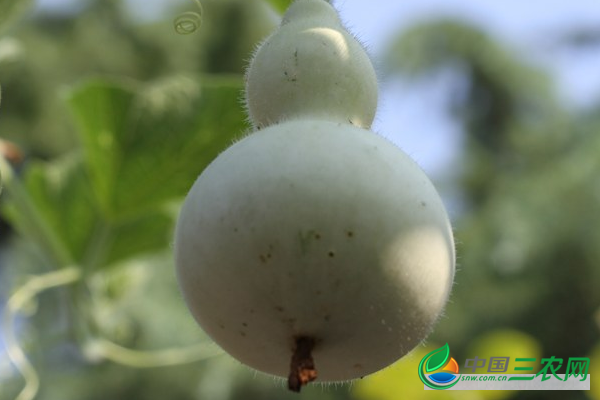 葫芦的种植环境 适宜葫芦生长的环境是什么？