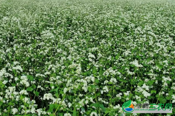 荞麦如何种植才能高产？你一定要这样做