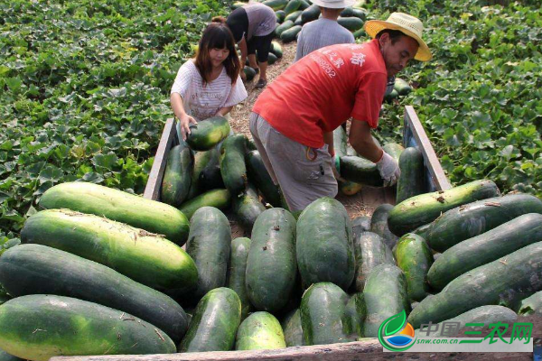 冬瓜定植后的管理方法和种植技术要点