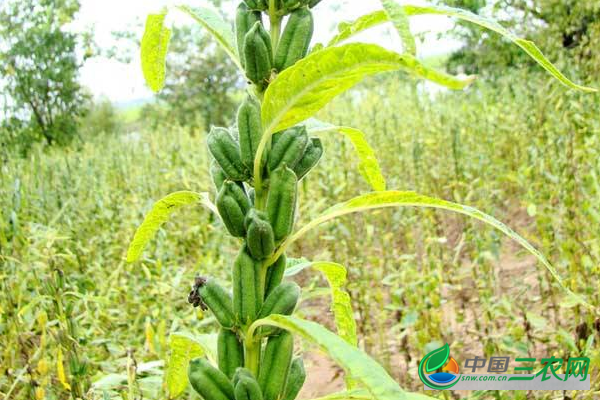 9月份黑芝麻多少钱一斤？种植黑芝麻赚钱吗？种植前景如何？