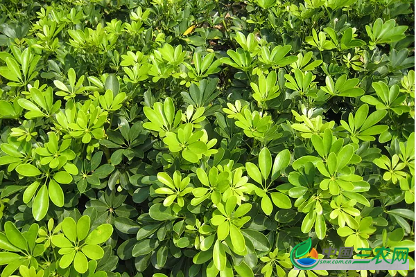 鹅掌柴的种植方法 适宜种植鹅掌柴的生长环境有哪些？