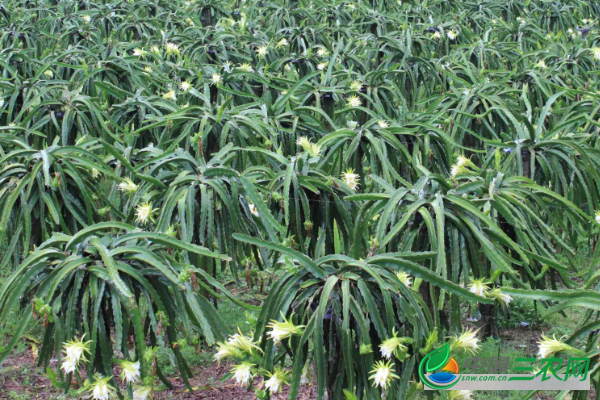 种植火龙果不甜怎么办？怎样种植增甜？对生长环境有什么要求？