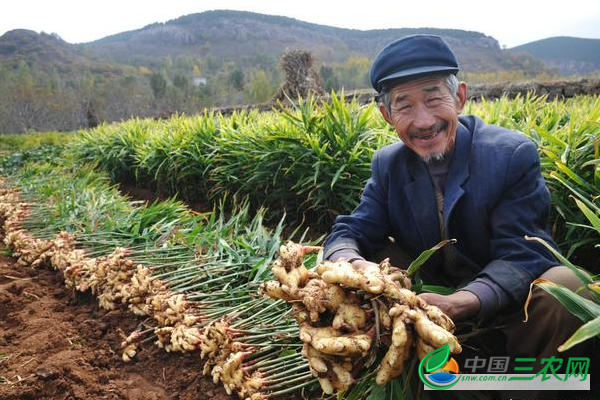 种植高产生姜的环境条件 影响生姜高产的因素有哪些？