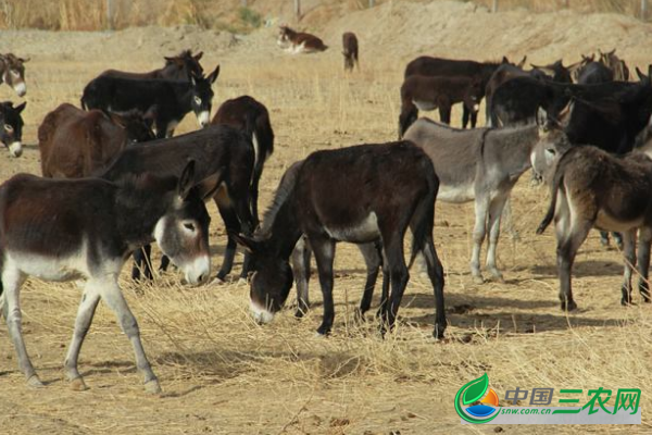  养殖肉驴怎样提高繁殖力 肉驴提高繁殖力的4点养殖小窍门