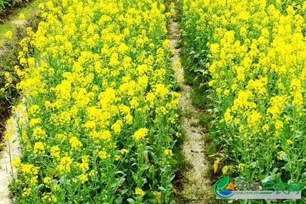 秋季种植油菜的方法 秋季种植油菜的具体流程是什么？