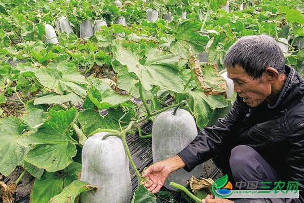 种植冬瓜提高产量的方法和影响冬瓜产量的管理工作有哪些？