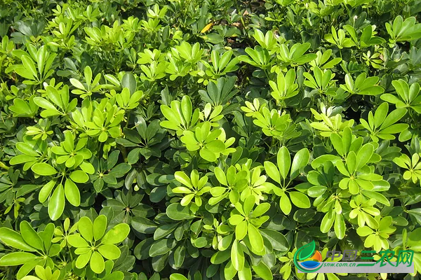 初秋种植鹅掌柴高产的注意事项和管理技术要领