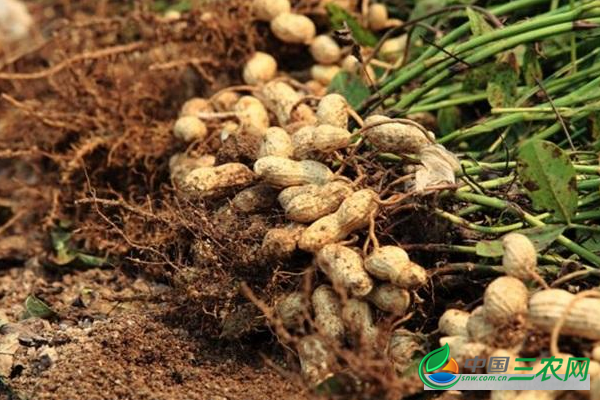 种植花生生长后期要避免的管理误区有哪些？ 新手朋友一定要知道