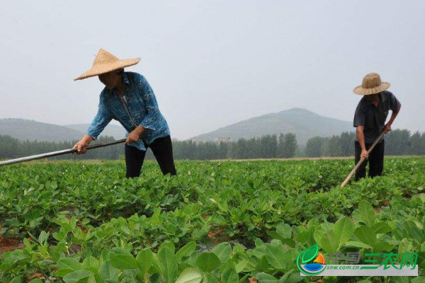 种植花生生长后期要避免的管理误区有哪些？ 新手朋友一定要知道