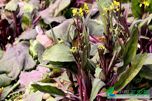 种植红菜苔技术和田间高效管理要点