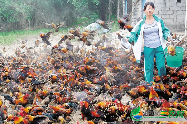 秋季饲养野鸡的管理技术 必须要做好4个管理步骤