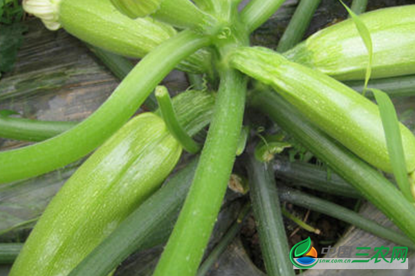 秋季种植西葫芦的育苗技术和幼苗期管理要点