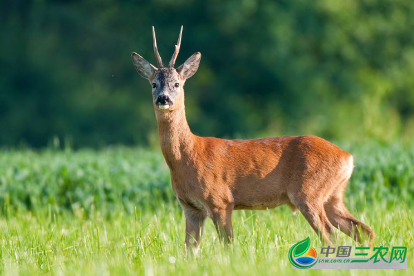 **人工饲养狍子方法和管理技术要点