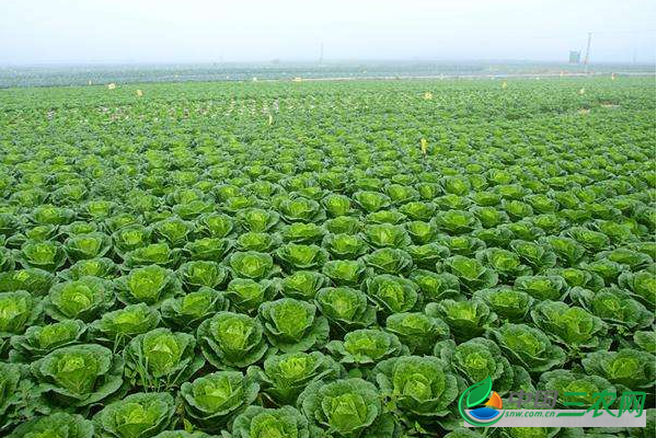 露地栽培甘蓝先期抽苔了怎么办？老农教你四种防治方法保证高产