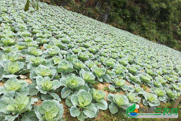 露地栽培甘蓝先期抽苔了怎么办？老农教你四种防治方法保证高产