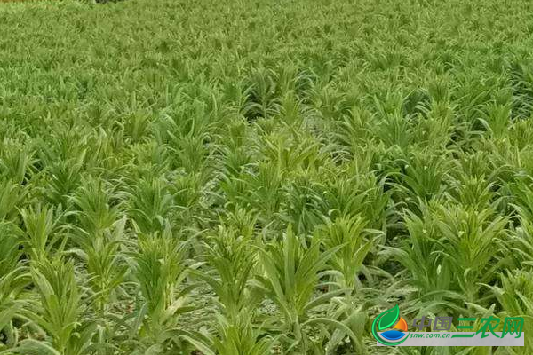 **冬季种植高产贡菜提高育苗率必须要做好的管理工作介绍 保证幼苗安全过冬